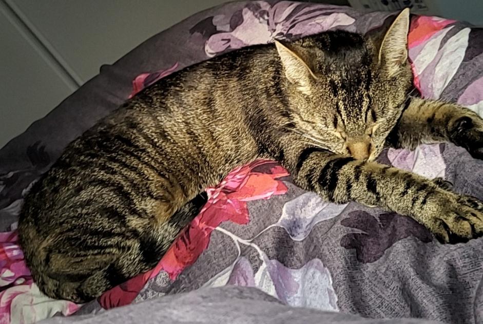 Alerte Disparition Chat croisement  Femelle , 2 ans Breuillet France