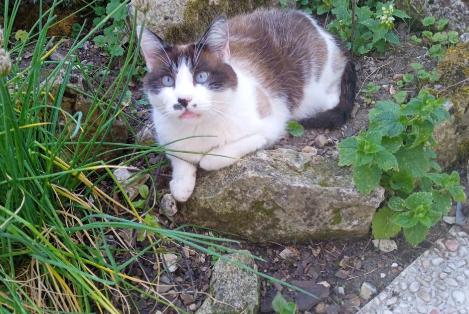 Alerte Disparition Chat croisement  Mâle , 10 ans Lihus France