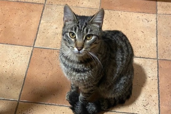 Alerte Disparition Chat croisement  Mâle , 1 ans Les Pennes-Mirabeau France