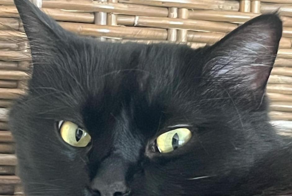 Alerte Disparition Chat Mâle , 2 ans Rezé France