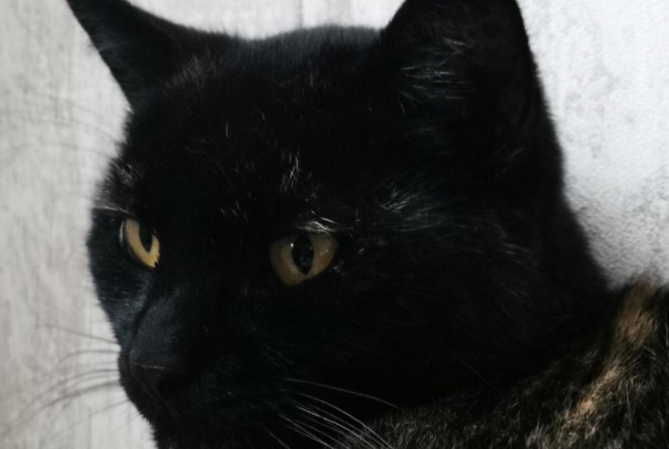 Alerte Disparition Chat Femelle , 15 ans Inzinzac-Lochrist France