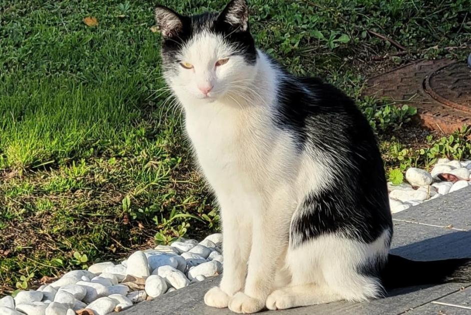 Alerte Disparition Chat  Mâle , 5 ans Saint-Philbert-de-Bouaine France