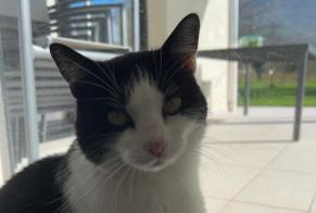 Alerte Disparition Chat croisement  Femelle , 7 ans La Buisse France