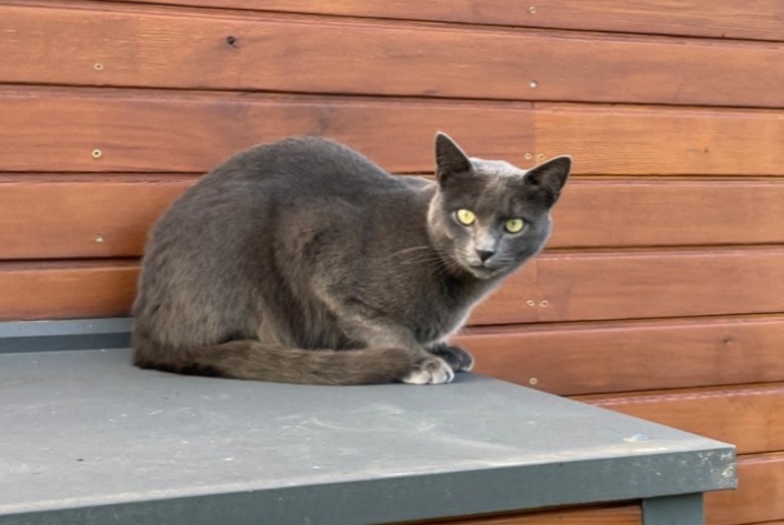 Alerte Disparition Chat Mâle , 2 ans Reignier-Esery France