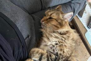 Alerte Disparition Chat croisement  Mâle , 6 ans Capdenac-Gare France