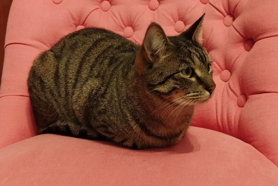 Alerte Disparition Chat Mâle , 2 ans Margaux-Cantenac France