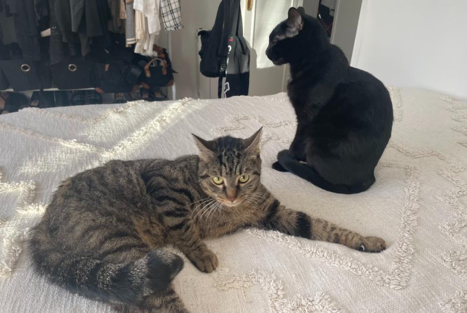 Alerte Disparition Chat Femelle , 3 ans Bourg-la-Reine France