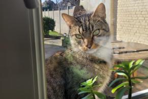 Alerte Découverte Chat croisement  Femelle Wingles France