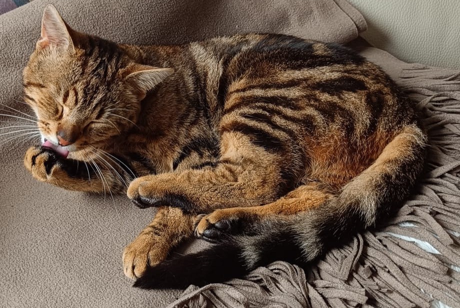 Alerte Disparition Chat Mâle , 2 ans Marchiennes France