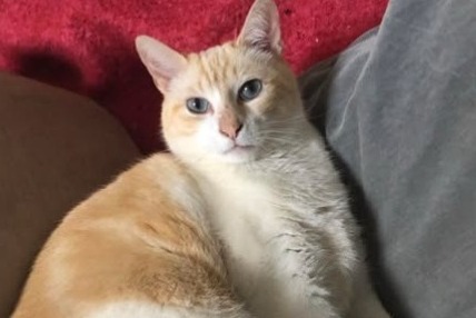 Alerte Disparition Chat croisement  Mâle , 7 ans Montpellier France