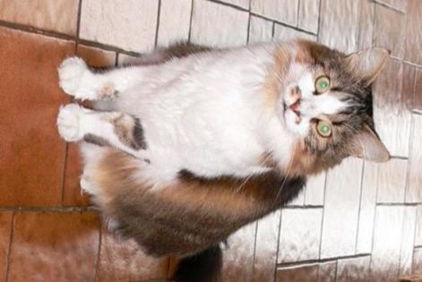 Avviso scomparsa Gatto incrocio di razze  Maschio , 19 anni Les Fontenelles Francia