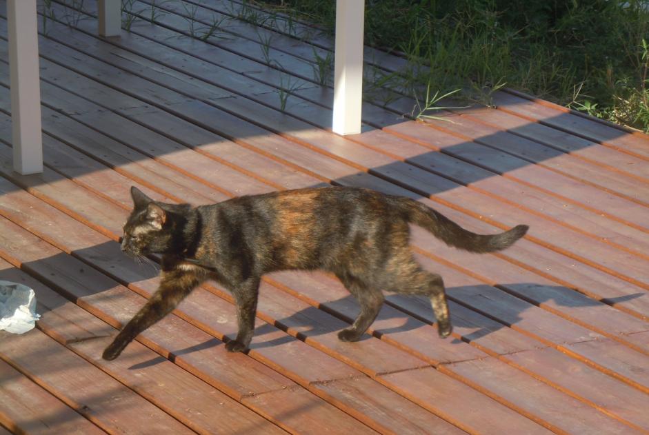 Avviso scomparsa Gatto  Femmina , 8 anni Pusignan Francia