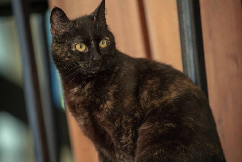 Avviso scomparsa Gatto Femmina , 7 anni Fouesnant Francia