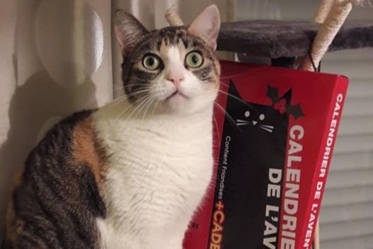 Avviso scomparsa Gatto  Femmina , 9 anni Mirepeix Francia