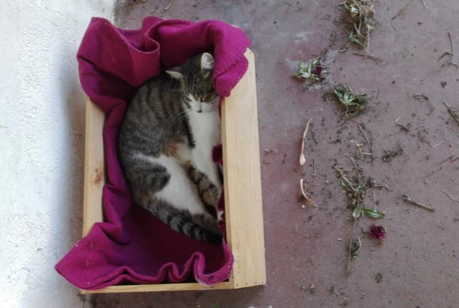 Avviso scomparsa Gatto  Maschio , 8 anni Vertou Francia