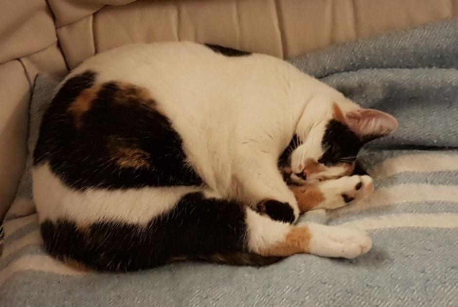 Avviso scomparsa Gatto incrocio di razze  Femmina , 7 anni Clairac Francia