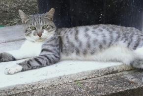 Avviso scomparsa Gatto Maschio , 7 anni Saint-Léonard-de-Noblat Francia