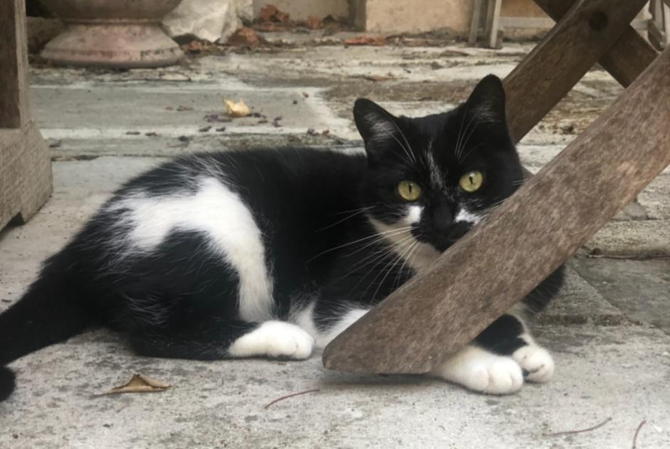 Avviso scomparsa Gatto Femmina , 7 anni Santa-Reparata-di-Balagna Francia