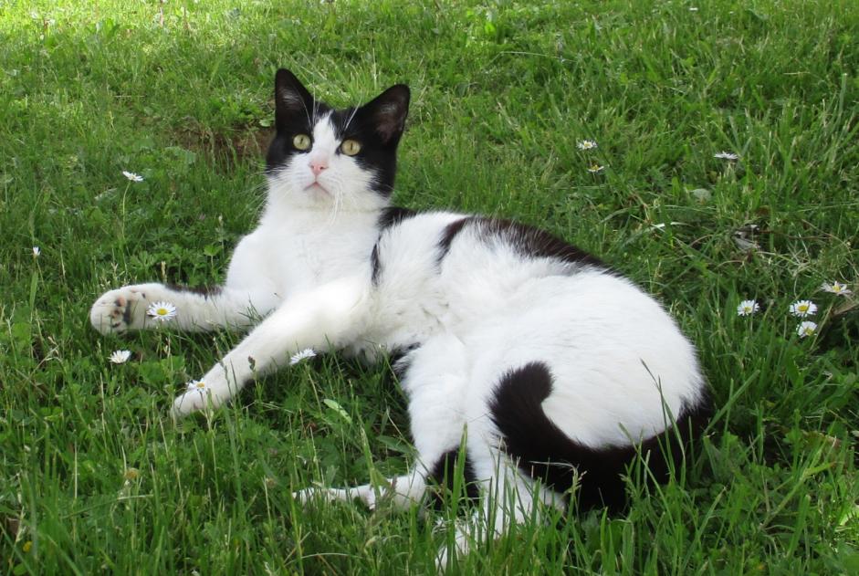 Avviso scomparsa Gatto  Maschio , 7 anni La Chapelle Francia