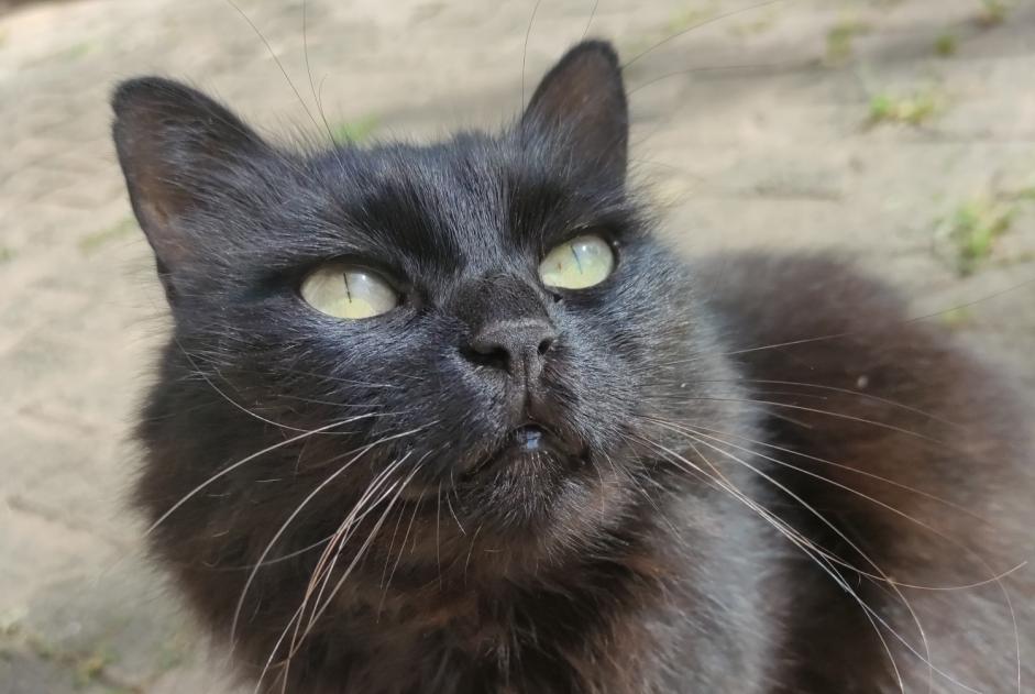 Avviso scomparsa Gatto Femmina , 10 anni Crolles Francia