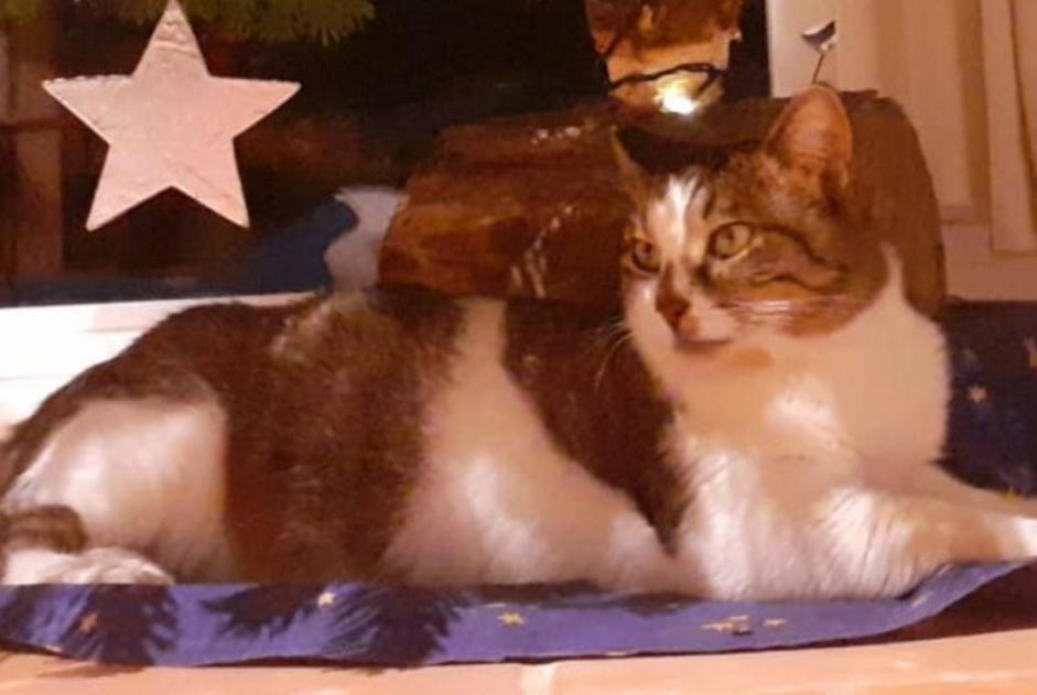 Avviso scomparsa Gatto  Maschio , 4 anni Pontchâteau Francia