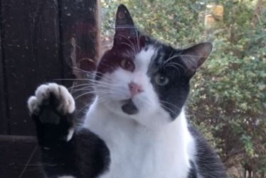 Avviso scomparsa Gatto Maschio , 6 anni Agde Francia