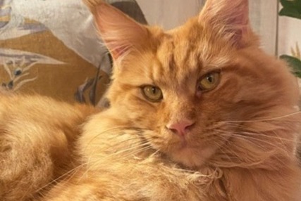 Avviso scomparsa Gatto  Maschio , 4 anni La Frette-sur-Seine Francia