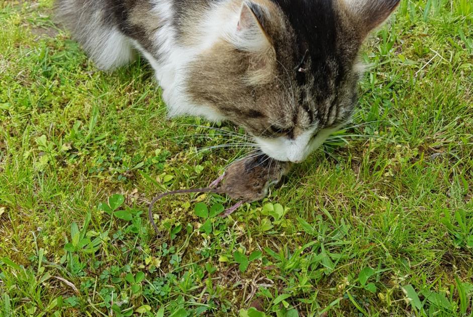 Avviso scomparsa Gatto  Maschio , 11 anni Orléans Francia