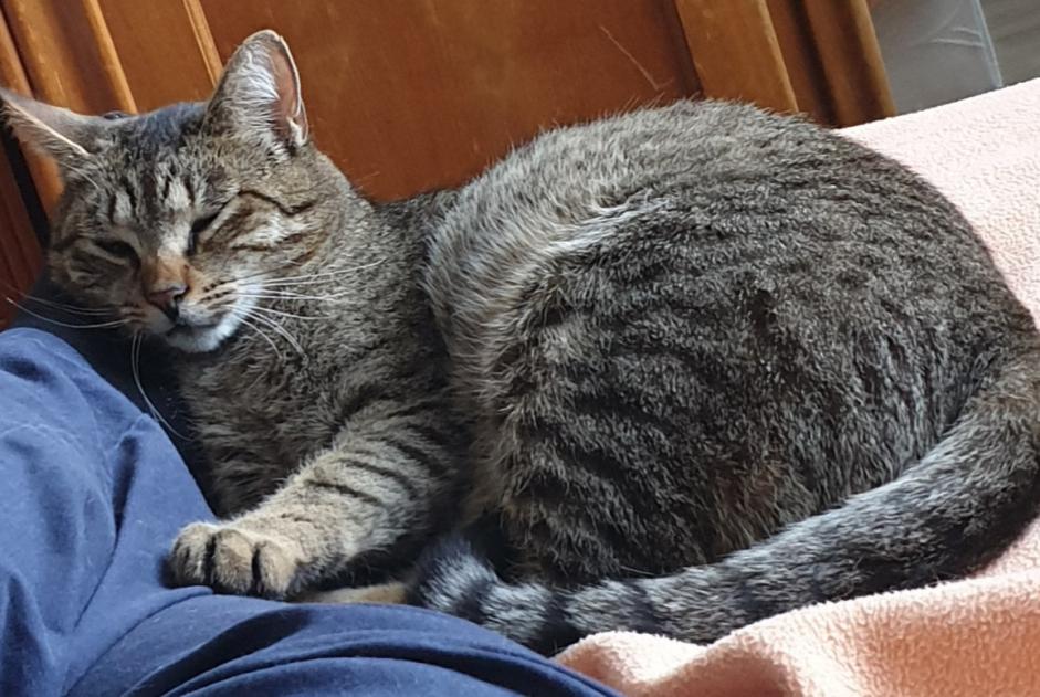 Avviso scomparsa Gatto Maschio , 4 anni Saumur Francia