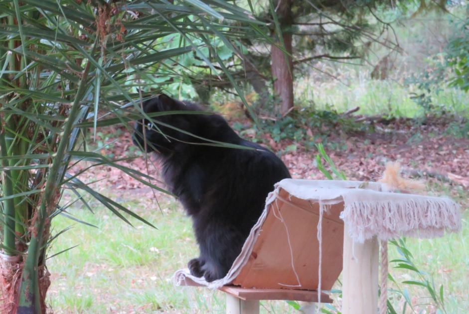 Avviso scomparsa Gatto Maschio , 3 anni Ygos-Saint-Saturnin Francia