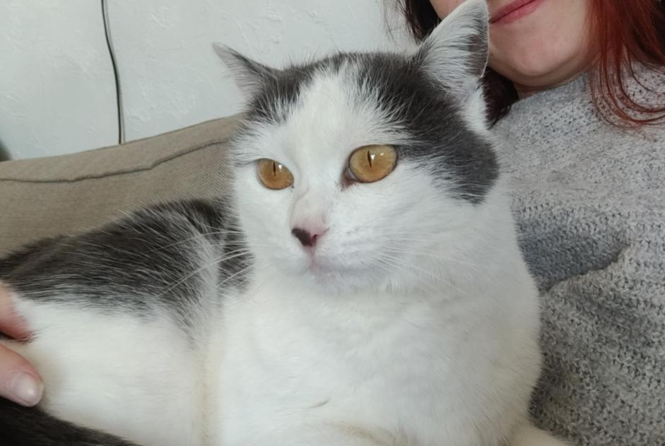 Avviso scomparsa Gatto Femmina , 5 anni Lupé Francia