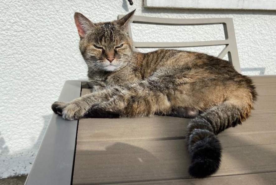 Avviso scomparsa Gatto  Femmina , 18 anni Parempuyre Francia