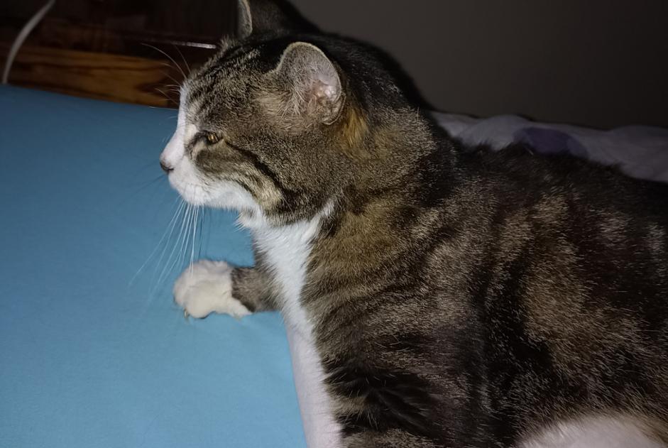 Avviso scomparsa Gatto  Femmina , 15 anni Thiancourt Francia