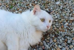 Avviso Ritrovamento Gatto incrocio di razze  Non conosciuta Brie Francia