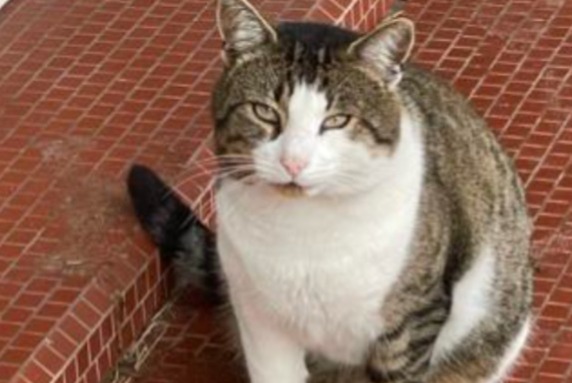 Avviso Ritrovamento Gatto incrocio di razze  Non conosciuta , 4 anni Cestas Francia