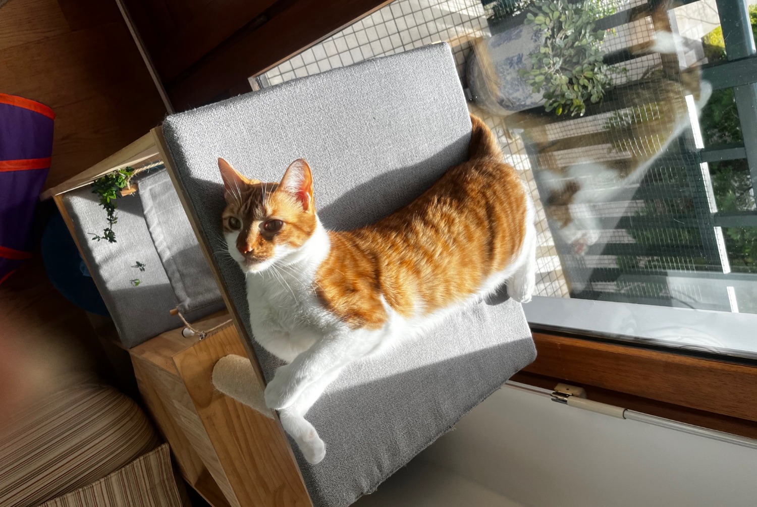 Avviso scomparsa Gatto  Maschio , 2 anni Anglet Francia