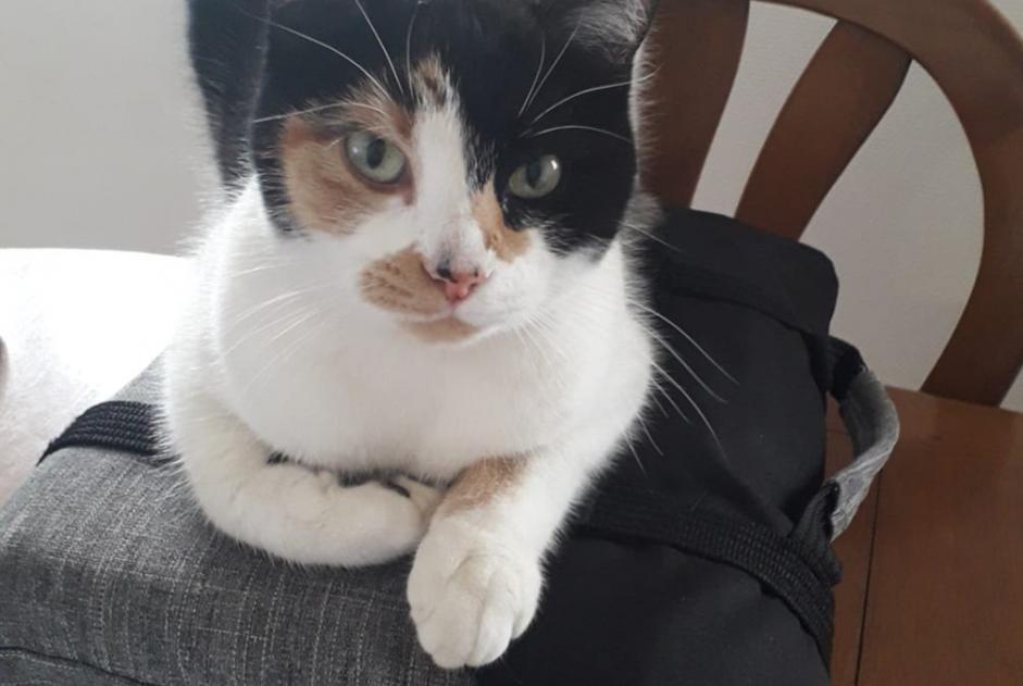 Avviso scomparsa Gatto incrocio di razze  Femmina , 4 anni Nevers Francia