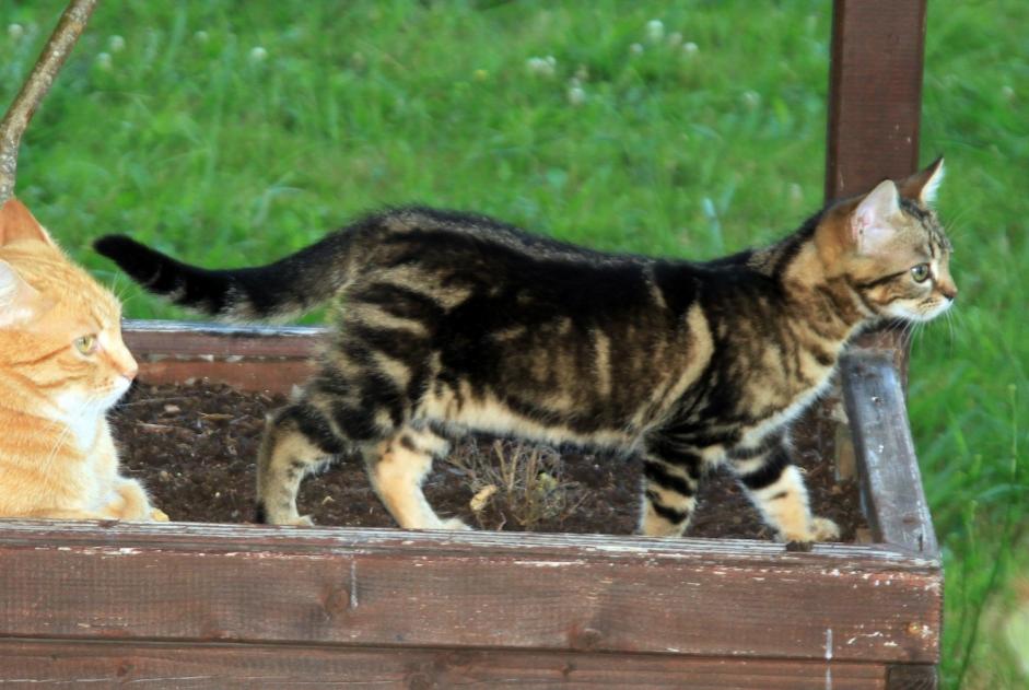 Avviso scomparsa Gatto  Femmina , 0 anni Narrosse Francia