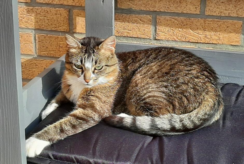 Avviso scomparsa Gatto  Femmina , 9 anni Leffrinckoucke Francia