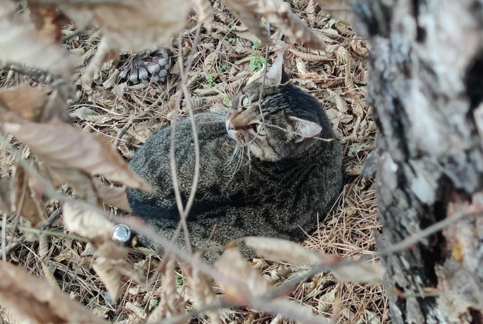 Avviso Ritrovamento Gatto  Non conosciuta Cesson Francia