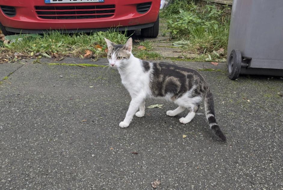 Avviso Ritrovamento Gatto Femmina Villeneuve-d'Ascq Francia