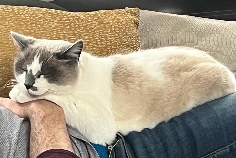 Avviso scomparsa Gatto incrocio di razze  Maschio , 11 anni La Ferté-Saint-Aubin Francia