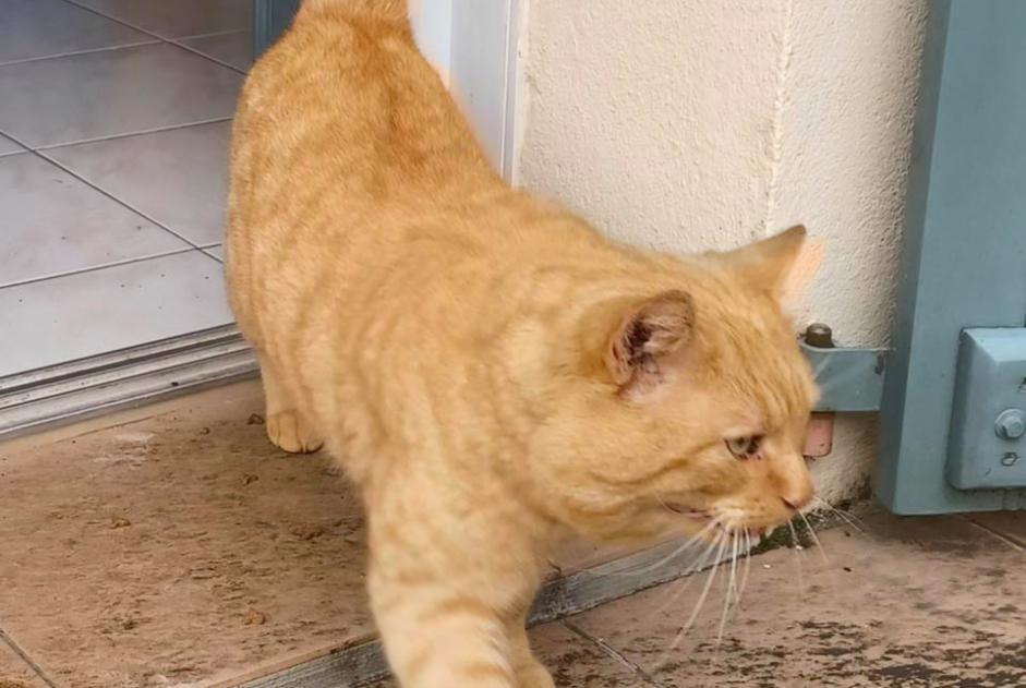 Avviso Ritrovamento Gatto Maschio Vénérand Francia