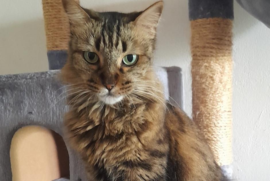 Avviso scomparsa Gatto Femmina , 6 anni Saint-Denis Francia