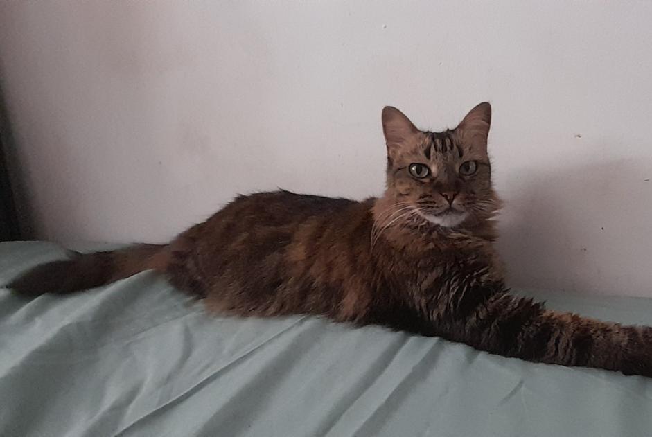 Avviso scomparsa Gatto Femmina , 6 anni Saint-Denis Francia