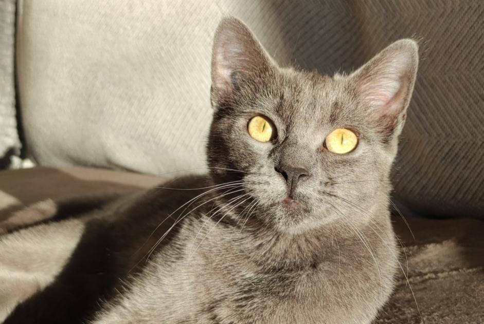 Avviso scomparsa Gatto Femmina , 0 anni Hendaye Francia