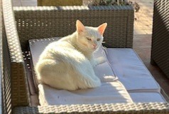 Avviso scomparsa Gatto  Maschio , 6 anni Aubagne Francia