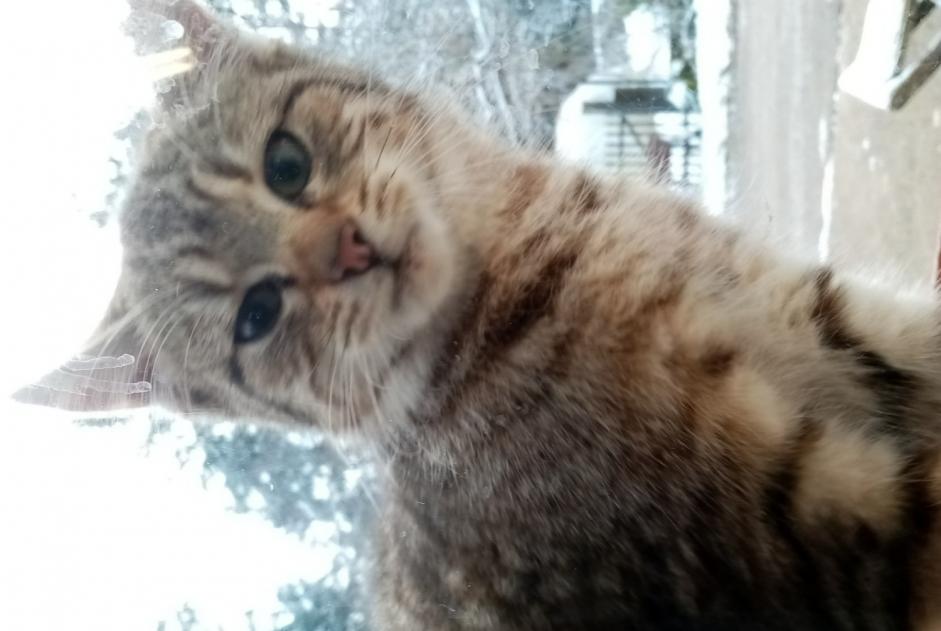 Avviso Ritrovamento Gatto incrocio di razze  Femmina Maîche Francia