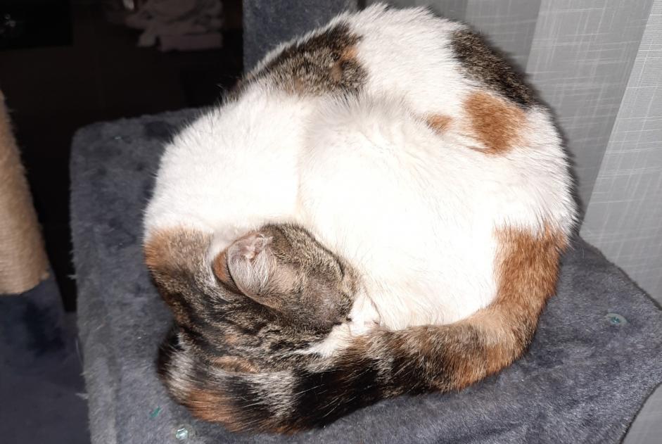 Avviso Ritrovamento Gatto Femmina , 2 anni Auzouer-en-Touraine Francia