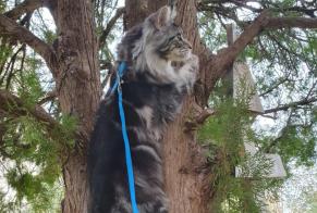 Avviso scomparsa Gatto  Maschio , 1 anni Toulon Francia